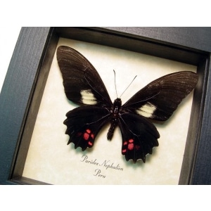 Parides nephalion Black Butterfly Framed Taxidermy Display