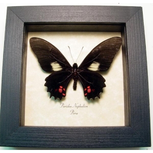 Parides nephalion Black Butterfly Framed Taxidermy Display