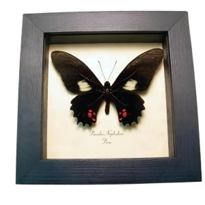 Real Framed Black Butterfly Parides nephalion Taxidermy Display