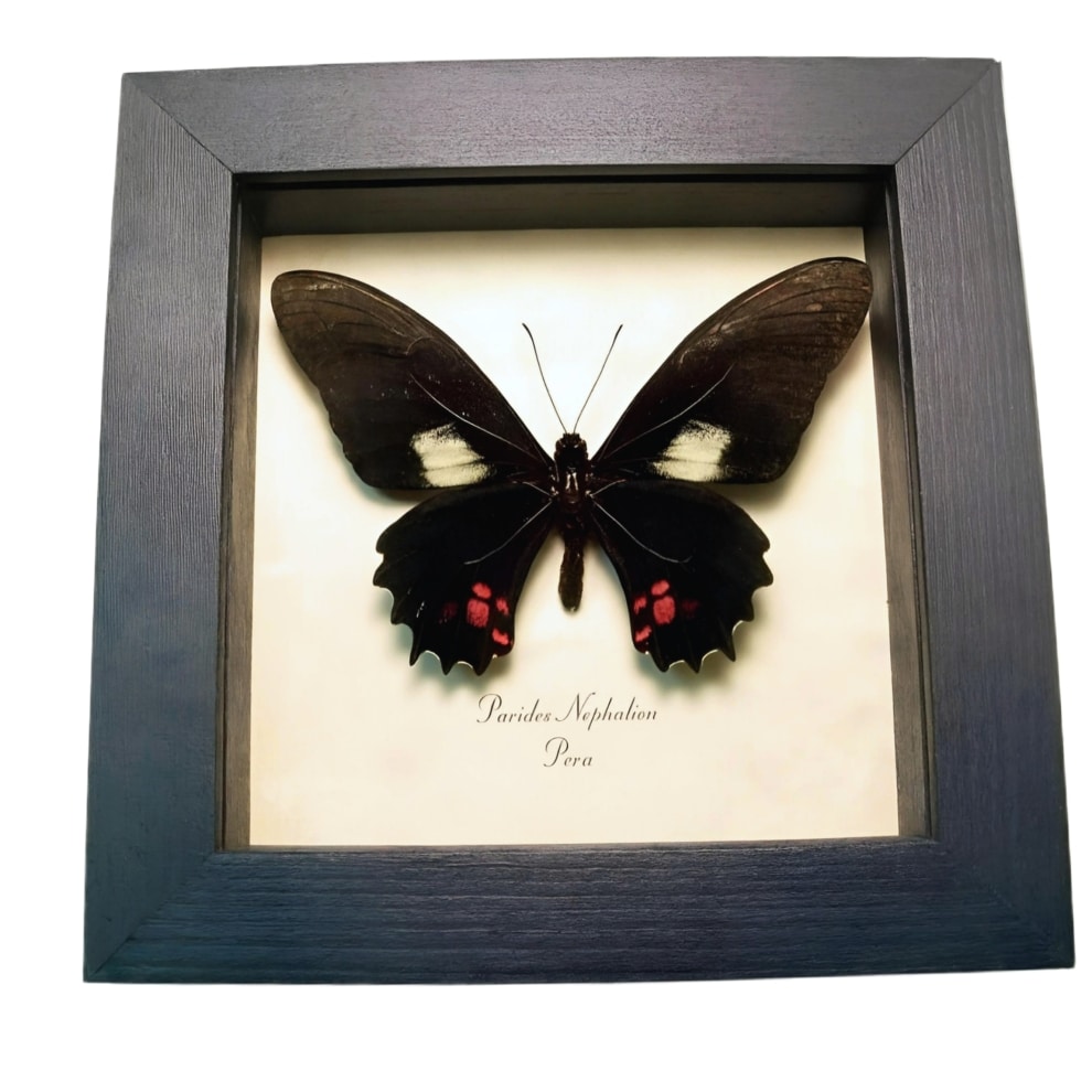 Real Framed Black Butterfly Parides nephalion Taxidermy Display