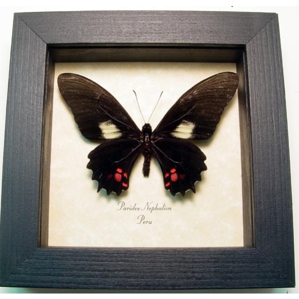 Parides nephalion Black Butterfly Framed Taxidermy Display
