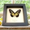 Yellow Glassy Butterfly Parantica aspasia Framed Taxidermy Display