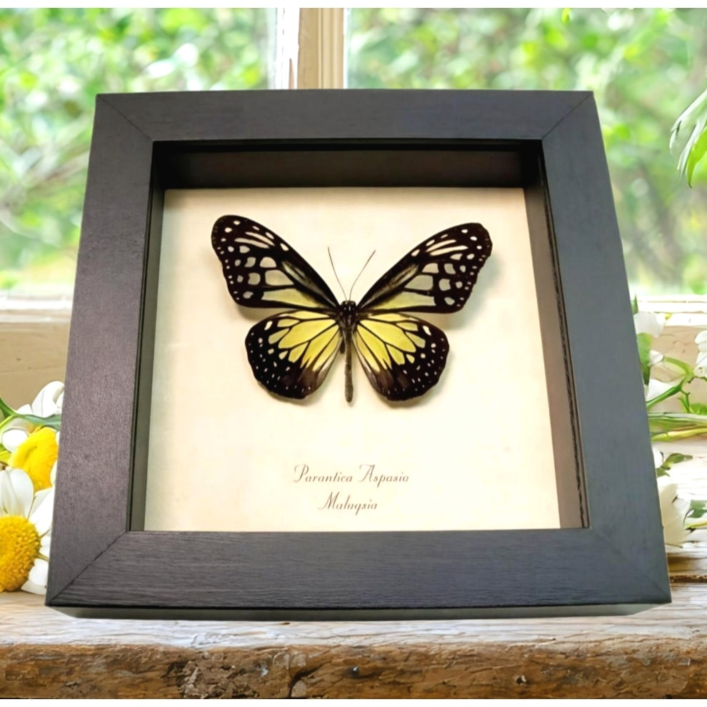 Yellow Glassy Butterfly Parantica aspasia Framed Taxidermy Display