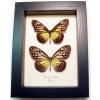 Parantica aspasia pair Yellow Glassy Tiger Butterflies Framed Taxidermy Display