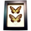 Yellow Glassy Butterfly Parantica aspasia pair Framed Taxidermy Display