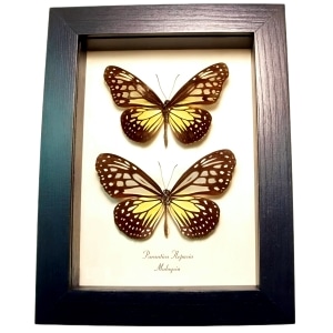 Yellow Glassy Butterfly Parantica aspasia pair Framed Taxidermy Display