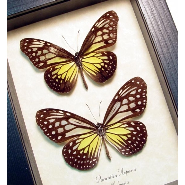 Parantica aspasia pair Yellow Glassy Tiger Butterflies Framed Taxidermy Display
