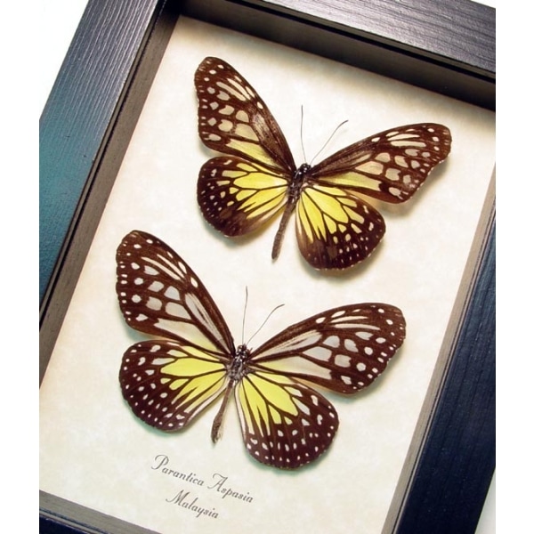 Parantica aspasia pair Yellow Glassy Tiger Butterflies Framed Taxidermy Display