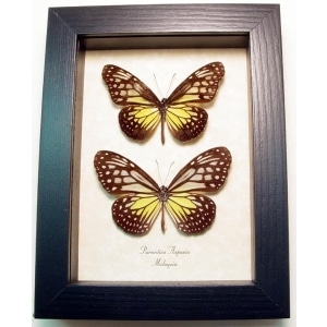 Parantica aspasia pair Yellow Glassy Tiger Butterflies Framed Taxidermy Display