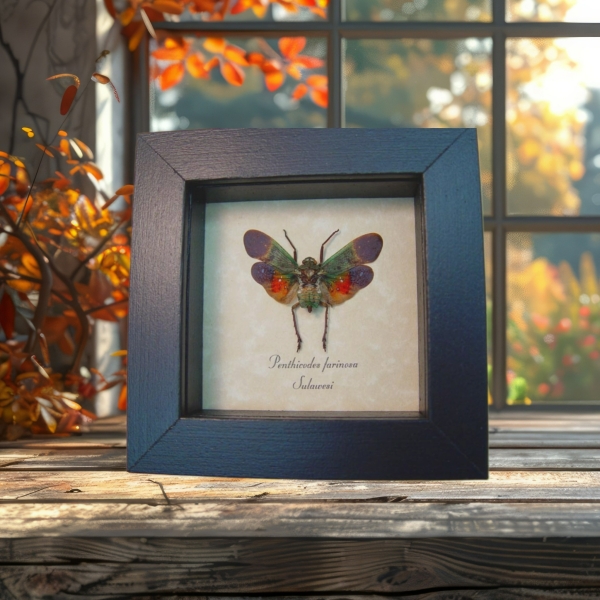 Penthicodes farinosa Sunset Lanternfly Framed Insect Taxidermy Display