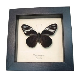 Black Ghost Butterfly Pereute telthusa Framed Taxidermy Display