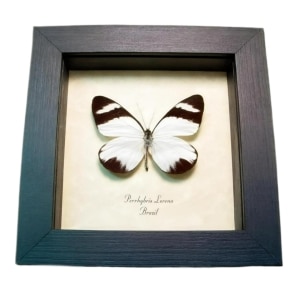 White Butterfly Perrhybris lorena Framed Taxidermy Display