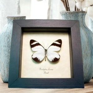 White Butterfly Perrhybris lorena Framed Taxidermy Display