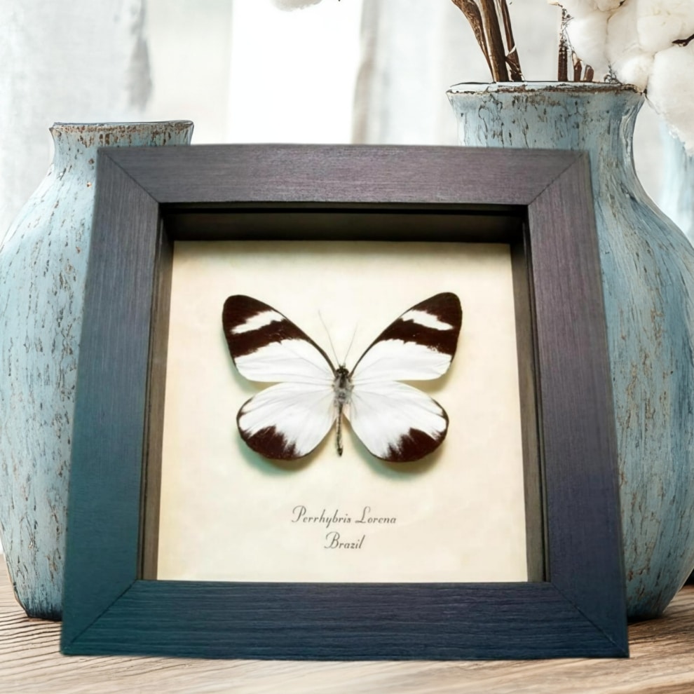White Butterfly Perrhybris lorena Framed Taxidermy Display White Butterfly Perrhybris lorena Framed Taxidermy Display