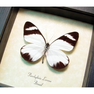 Perrhybris pamela Tiger Stripe Butterfly Framed Taxidermy Display