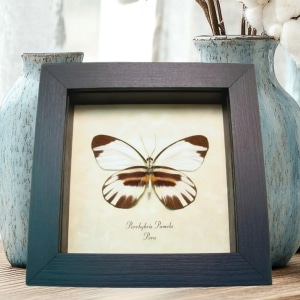 Framed Perrhybris pamela Butterfly Taxidermy Display
