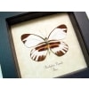 Perrhybris pamela Tiger Stripe Butterfly Framed Taxidermy Display