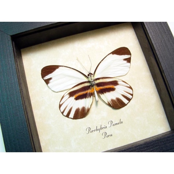 Perrhybris pamela Tiger Stripe Butterfly Framed Taxidermy Display