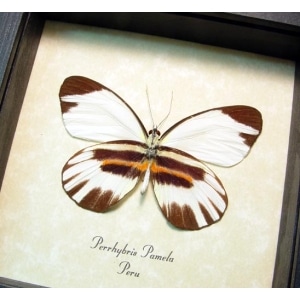 Perrhybris pamela Tiger Stripe Butterfly Framed Taxidermy Display
