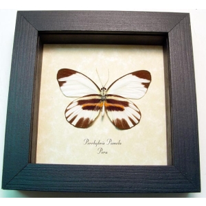 Perrhybris pamela Tiger Stripe Butterfly Framed Taxidermy Display
