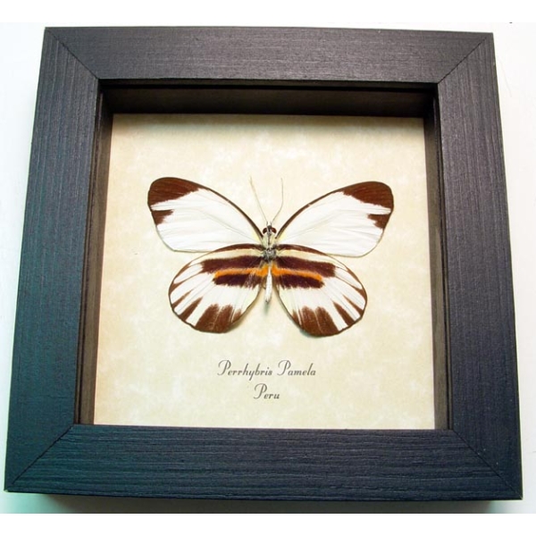 Perrhybris pamela Tiger Stripe Butterfly Framed Taxidermy Display