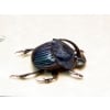 Phanaeus amethystinus Male Scarab Beetle Framed Taxidermy