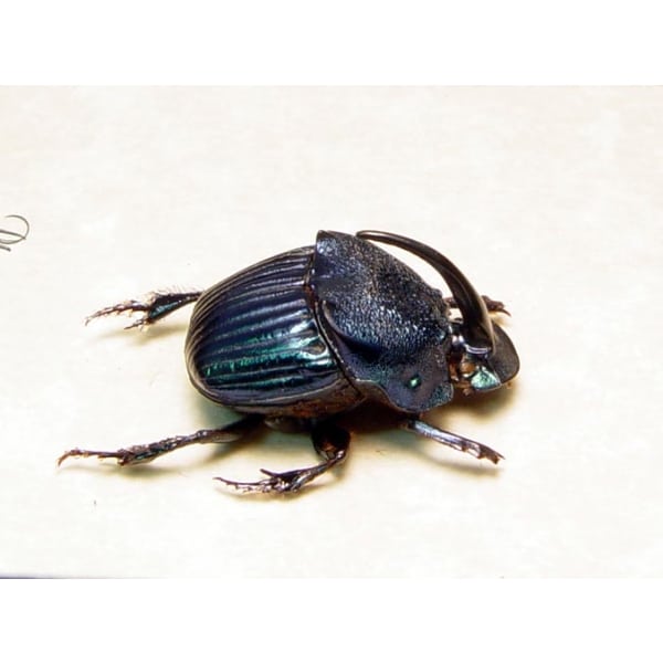 Phanaeus amethystinus Male Scarab Beetle Framed Taxidermy Phanaeus amethystinus Male Scarab Beetle Framed Taxidermy