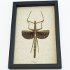 Real Framed Winged Stick Insect Phasmatidae Taxidermy Display