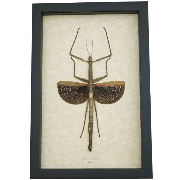 Real Framed Winged Stick Insect Phasmatidae Taxidermy Display