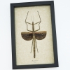 Real Framed Winged Stick Insect Phasmatidae Taxidermy Display