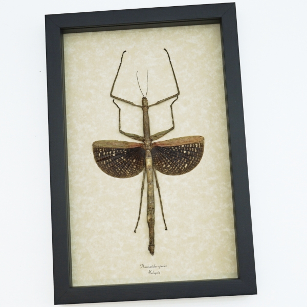Real Framed Winged Stick Insect Phasmatidae Taxidermy Display