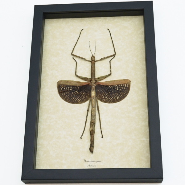 Real Framed Winged Stick Insect Phasmatidae Taxidermy Display