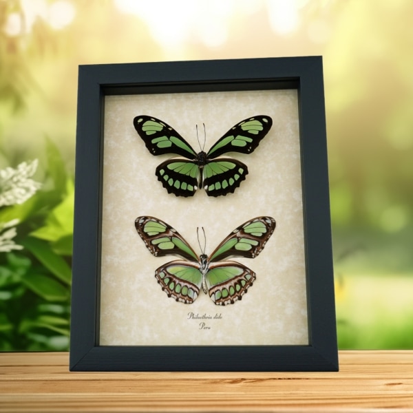 Scarce Bamboo Page Butterflies Real Framed Philaethria dido Butterfly Pair Taxidermy Display