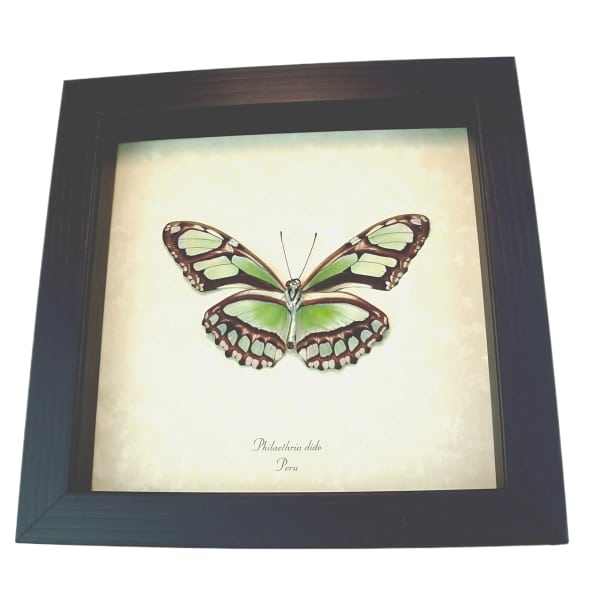 Scarce Bamboo Page Butterfly Philaetheria dido verso Framed Taxidermy Display