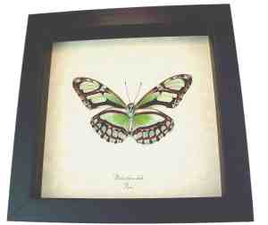 Scarce Bamboo Page Butterfly Philaetheria dido verso Framed Taxidermy Display