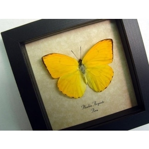 Phoebis argante Orange Sulpher Butterfly Framed Taxidermy Display