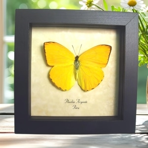 Orange Sulpher Butterfly Phoebis argante Framed Taxidermy Display