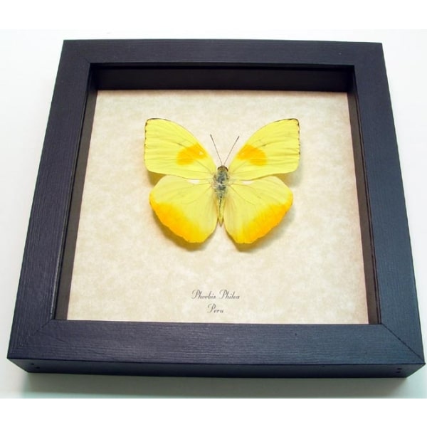 Phoebis philea Orange Barred Sulpher Framed Taxidermy Display