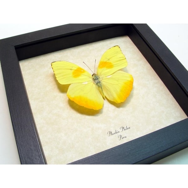 Phoebis philea Orange Barred Sulpher Framed Taxidermy Display