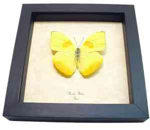 Framed Orange Barred Sulpher Butterfly Phoebis philea Taxidermy Display