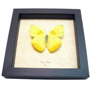 Framed Orange Barred Sulpher Butterfly Phoebis philea Taxidermy Display