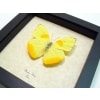 Phoebis philea Orange Barred Sulpher Framed Taxidermy Display