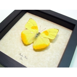 Phoebis philea Orange Barred Sulpher Framed Taxidermy Display