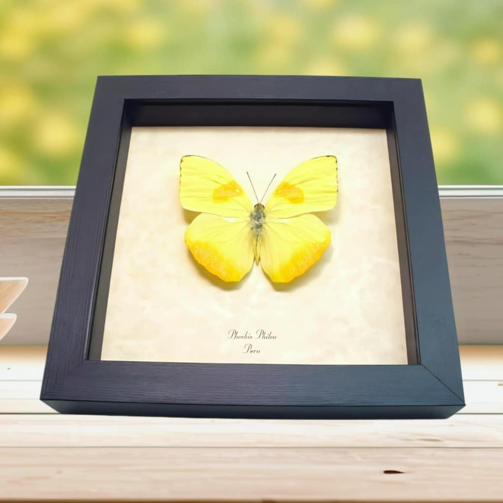 Framed Orange Barred Sulpher Butterfly Phoebis philea Taxidermy Display
