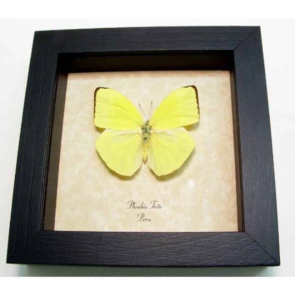 Phoebis trite Neon Sulpher Yellow Butterfly Framed Taxidermy Display