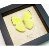 Phoebis trite Neon Sulpher Yellow Butterfly Framed Taxidermy Display