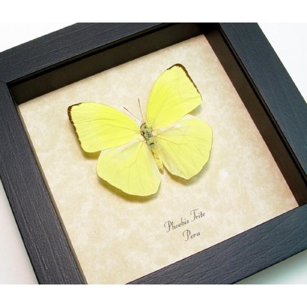 Phoebis trite Neon Sulpher Yellow Butterfly Framed Taxidermy Display