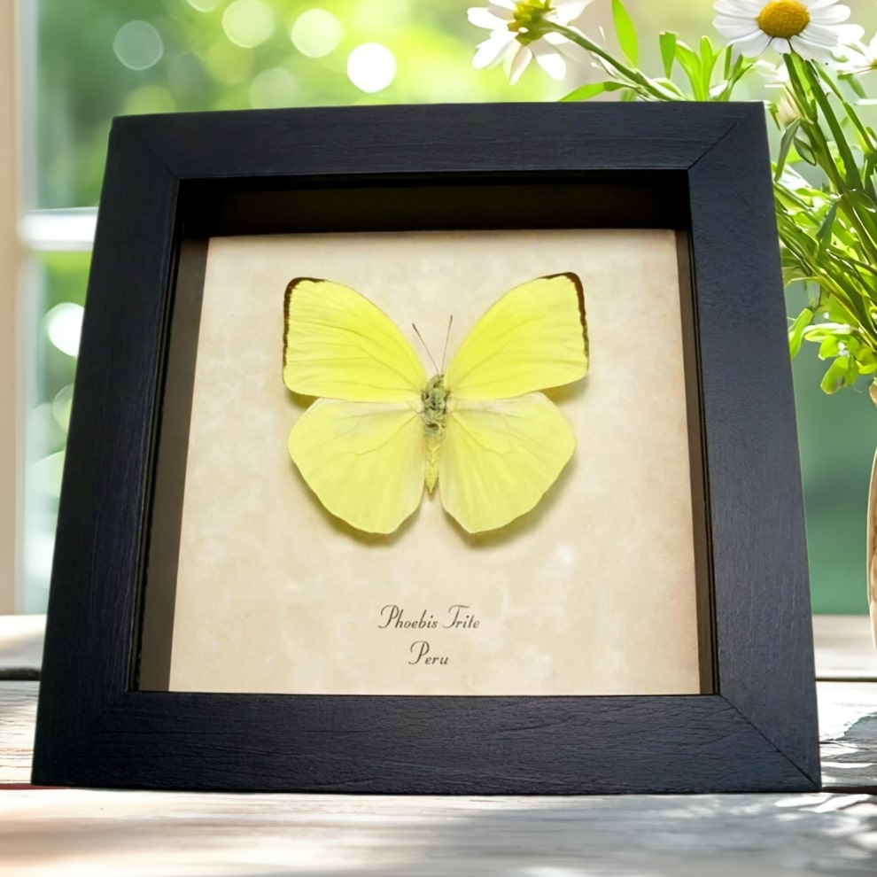 Framed Neon Sulpher Butterfly Phoebis trite Taxidermy Display