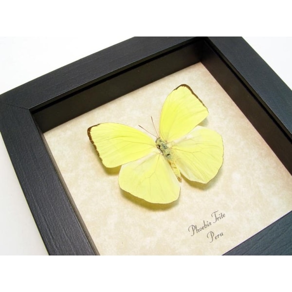 Phoebis trite Neon Sulpher Yellow Butterfly Framed Taxidermy Display