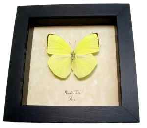 Framed Neon Sulpher Butterfly Phoebis trite Taxidermy Display